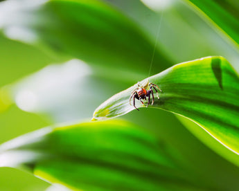 Address Itchy Skin and Maintain Pet Health with Sustainable Botanical Solutions