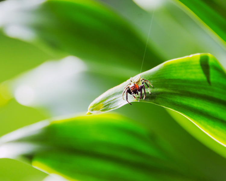Address Itchy Skin and Maintain Pet Health with Sustainable Botanical Solutions