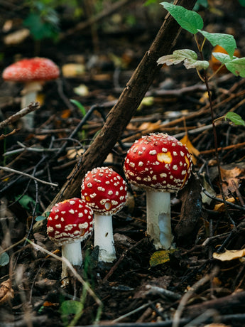 Botanical Breakthroughs: Safeguarding Pet Health the Eco-Friendly Way