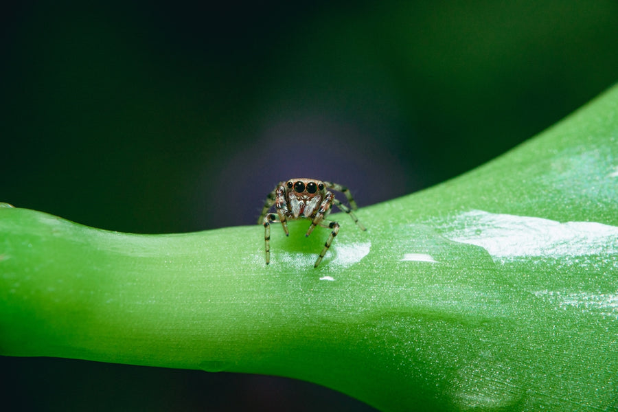 Exploring the Benefits of Natural Food paired with Botanical Pesticides for Pet Health