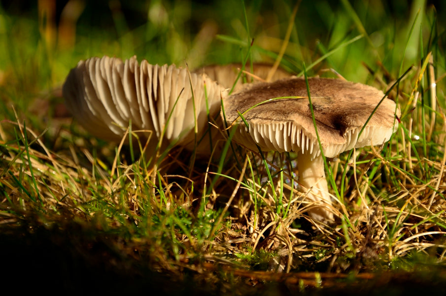 Mushroom Wonders for Pets: A Look at Their Benefits for Itchy Skin