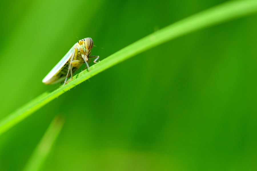 Essential Oils: Your Guide to Natural Flea and Tick Repellents for Dogs