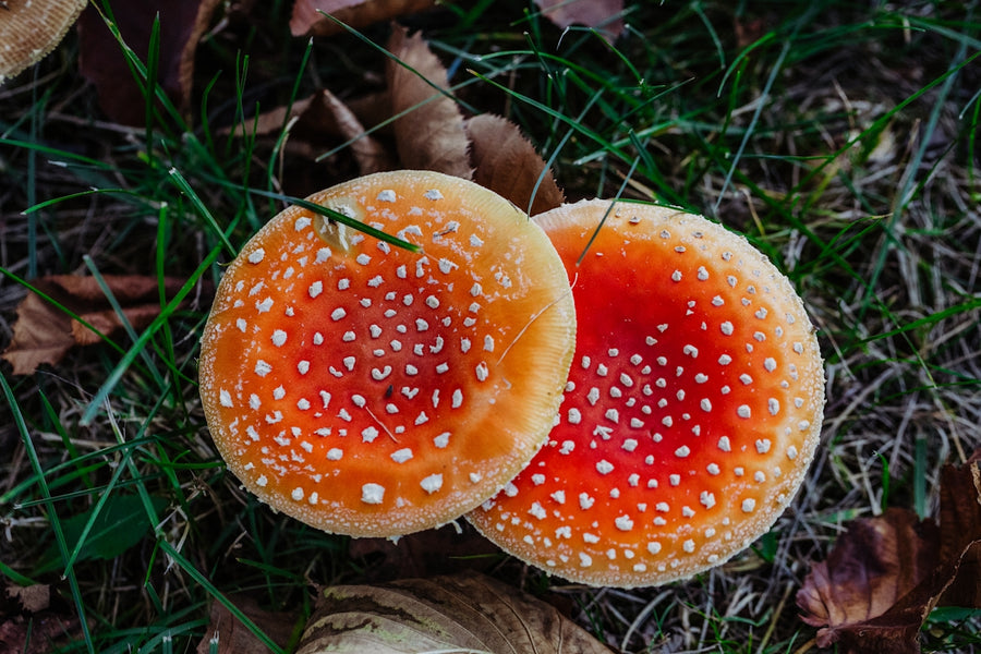 Natural Bites: Feeding Your Pet with Mushroom-Based Diets