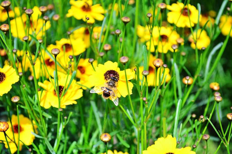 Eco-conscious Choices in Pet Health: Tackling Fleas with Nature's Wisdom