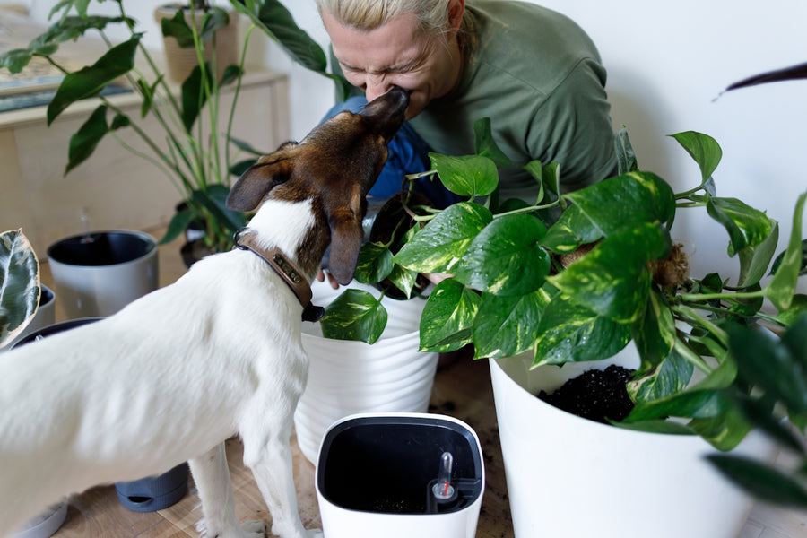 Harnessing the Power of Natural Ingredients for Flea and Tick Management in Pets