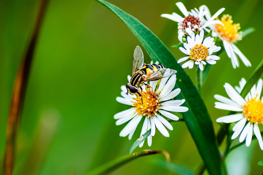 How Mushrooms and Botanical Pesticides Can Revolutionize Pet Care