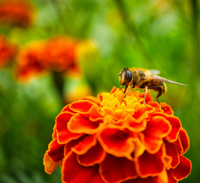 Exploring Eco-friendly Methods to Combat Fleas: A Guide to Essential Oils