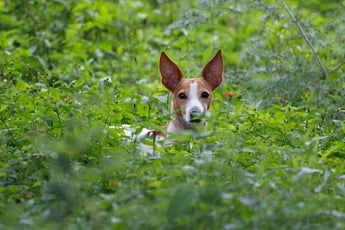 Exploring Natural Solutions for Itchy Skin in Pets: A Botanical Approach