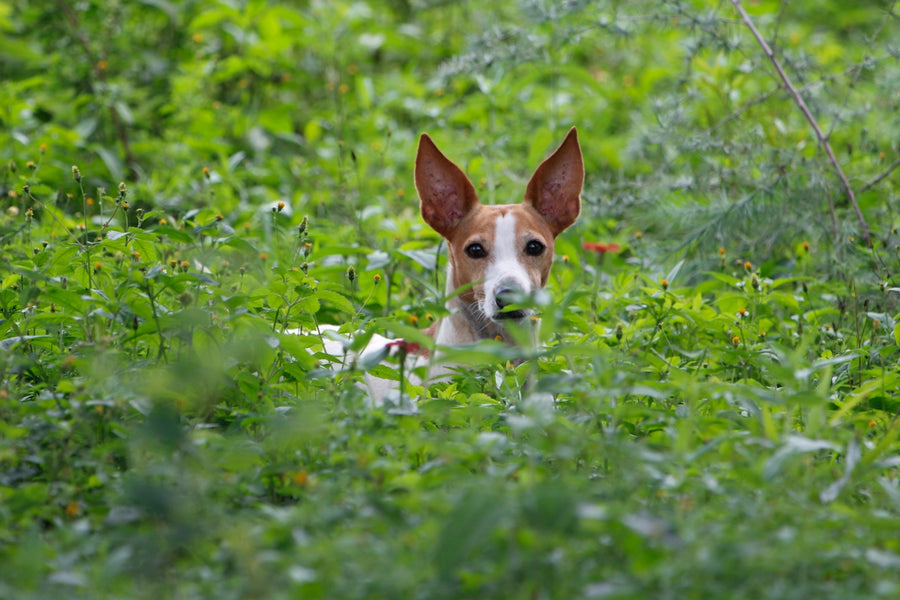 Exploring Natural Solutions for Itchy Skin in Pets: A Botanical Approach
