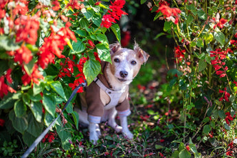 Crafting Eco-conscious Pet Protection Strategies Naturally Strong