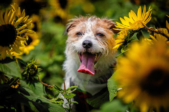 How Botanicals Can Safeguard Dogs Against Pests and Itchy Skin