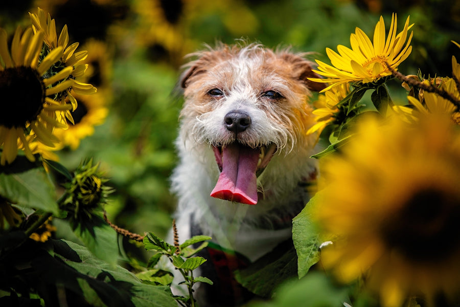 Tutorial on Blending Essential Oils for Natural Flea Repellents