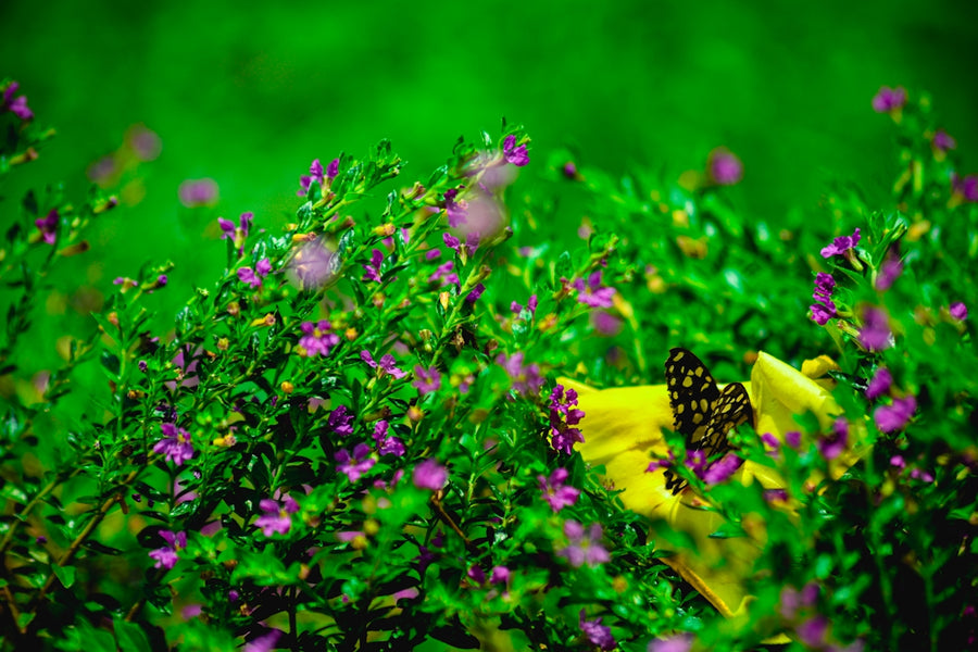 Managing Fleas and Ticks: Botanical Solutions for Your Eco-friendly Home