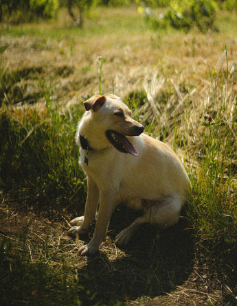Why Choose Eco-Friendly Flea Control for Your Beloved Pets
