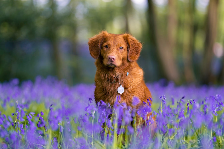 Exploring Natural Food Choices That Support Flea and Tick Prevention in Dogs