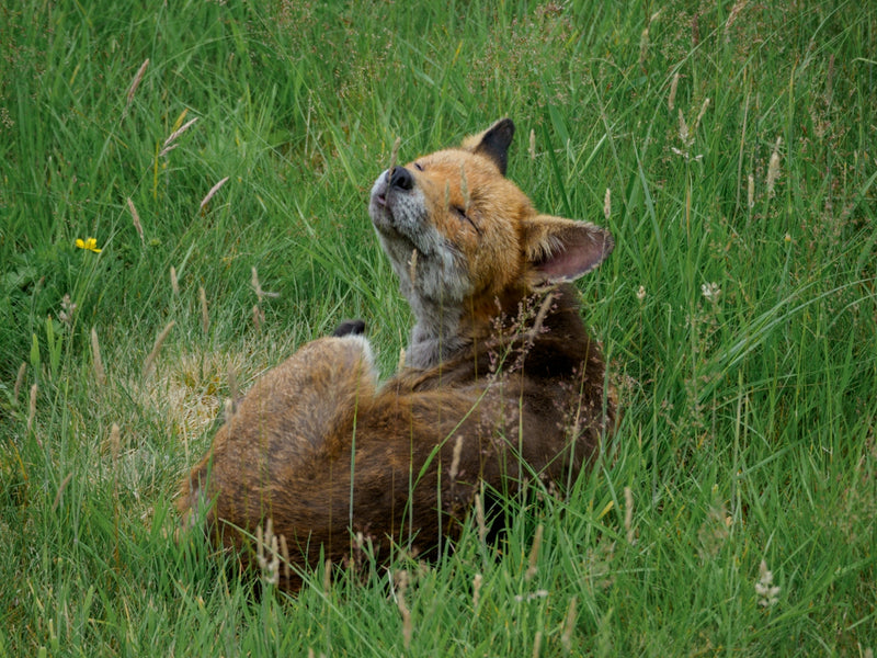 Exploring Sustainable Flea and Tick Solutions in Pet Care