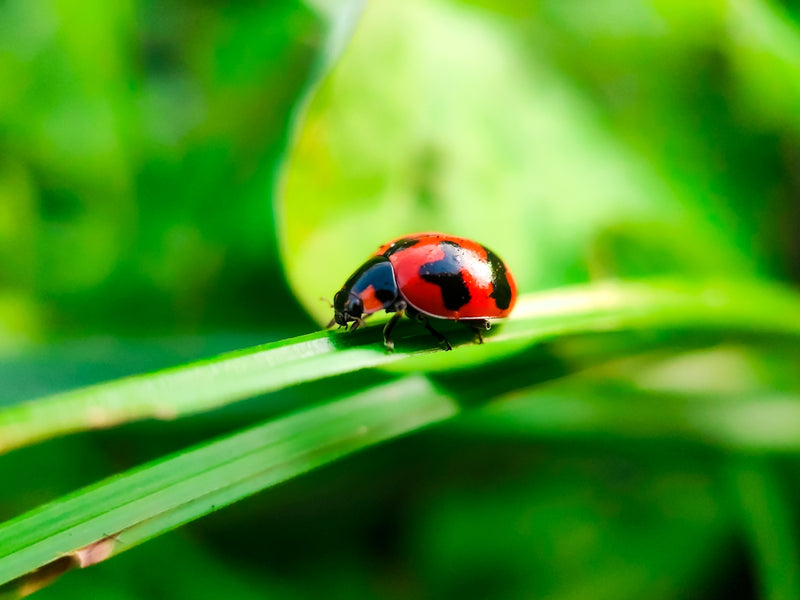 Sustainable Approaches to Flea Control: Ensuring Your Dog's Itch-free Life