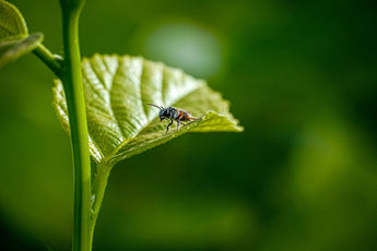 Safe and Eco-friendly Flea Control Tips for Every Pet Owner