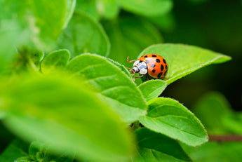 How Natural Dog Food Ingredients Like Mushrooms Can Support Healthy Skin