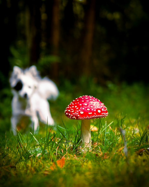 Pets and Sustainable Living: Integrating Mushrooms in Their Diet