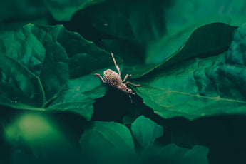A Step-by-Step Guide to Eco-Conscious Flea Management in Pets