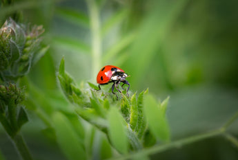 Understanding the Role of Essential Oils and Mushrooms in Natural Pet Nutrition