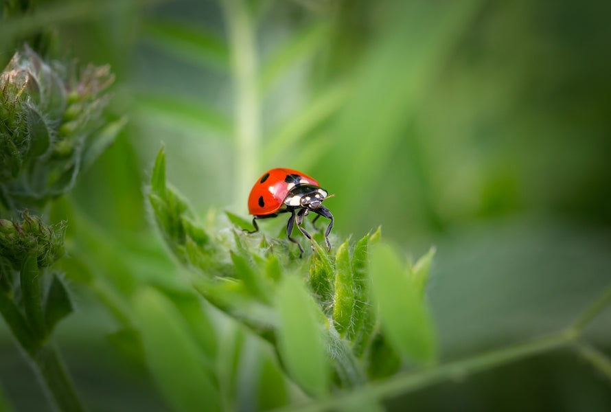 Understanding the Role of Essential Oils and Mushrooms in Natural Pet Nutrition