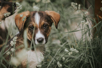 Embrace Eco-friendly Flea Control for a Happier Fur Friend