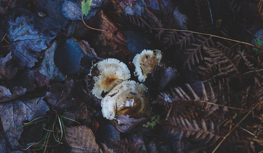 The Impact of Sustainability in Pet Pest Management Through Natural Ingredients