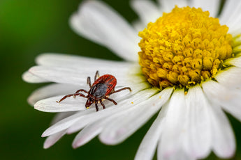 The Journey Towards Natural Pesticides for Better Pet Lifestyle