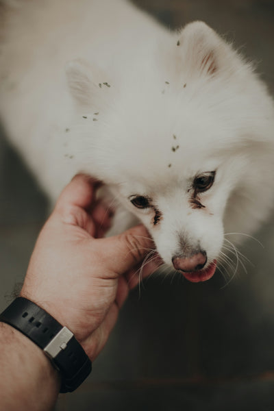 Understanding Botanical Pesticides: Essential Oils for Naturally Pest-Free Pets