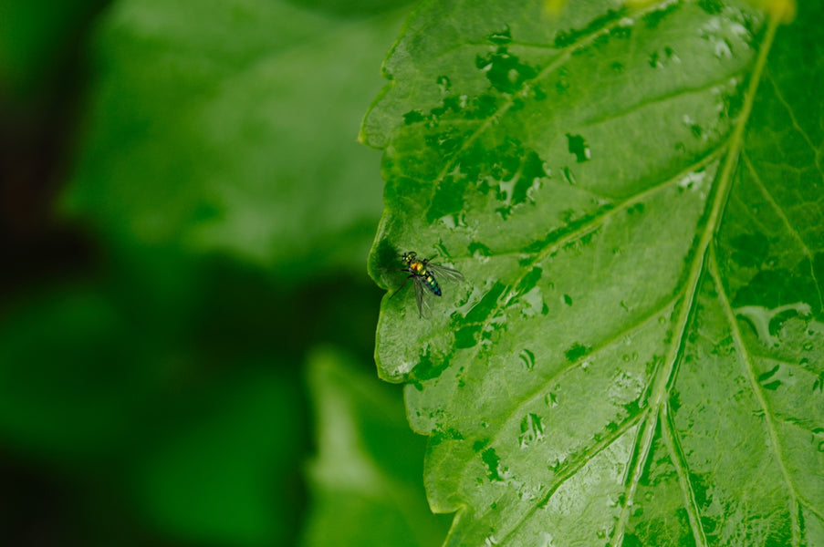 Mushrooms for Pets: Debunking Myths and Embracing Benefits