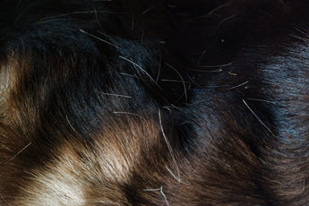 How Pet Owners Can Implement Herbal Anti-Flea Strategies