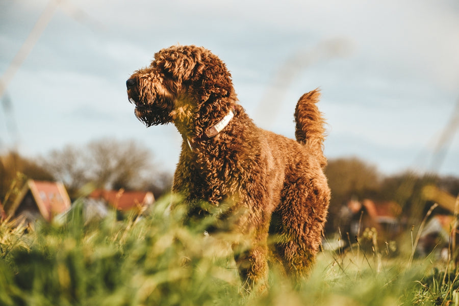 Essential Oils as Botanical Pesticides: Best Practice for Pets