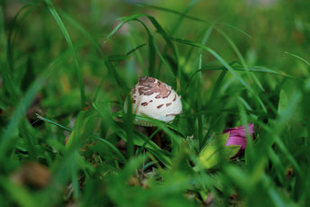 Sustainable Dog Care: How Mushrooms Make a Difference
