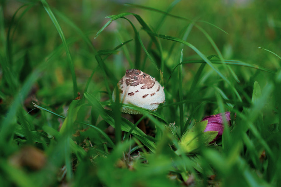 Sustainable Dog Care: How Mushrooms Make a Difference
