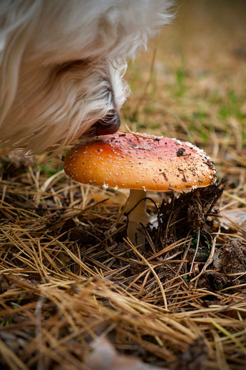 Debunking Common Myths About Natural Flea Control for Dogs