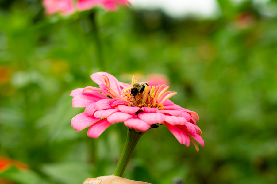 Step-by-Step Guidance to Incorporating Natural Flea Control in Dog Care