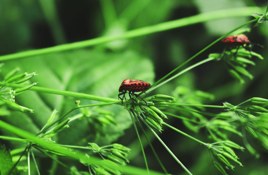 What You Need to Know About Essential Oils for Eco-friendly Flea Solutions