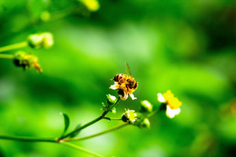 Understanding Itchy Skin in Pets: An Educational Dive into Botanical Treatments