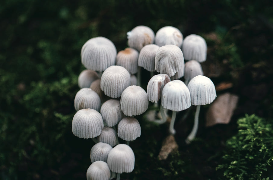 Discussing Challenges and Solutions in Nature-Inspired Pet Pesticides