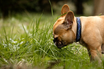 Sustainable Pet Health Alternatives