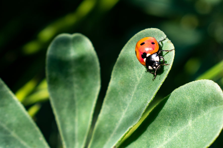 How Mushrooms and Botanical Products Contribute to Flea-Free Pets
