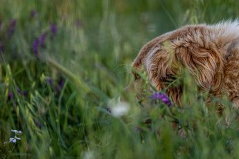 A Guide to Sustainable Practices in Pet Health and Nutrition