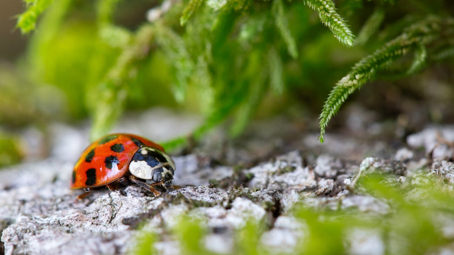 Enhancing Pet Well-being with Mushrooms and Natural Ingredients