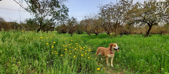Sustainable Pet Health: Mushrooms and Natural Food as Game Changers
