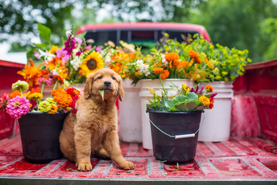The History of Sustainability in Pet Health and How It Matters Today