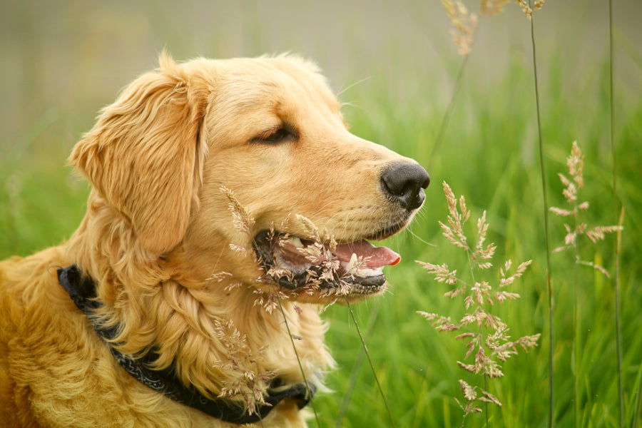 Navigating Pet Nutrition Trends: Emphasizing Natural Foods and Botanical Aid