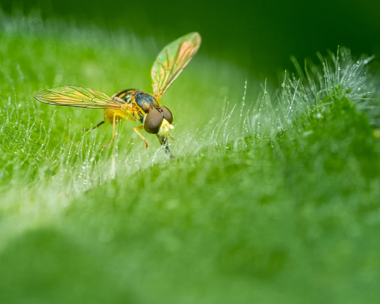 Understanding the Impact of Natural Ingredients on Pet Itching and Health