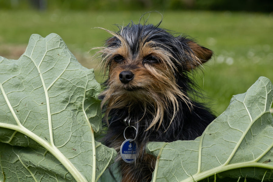 Tick Troubles Solved: Kicking Pests Through Eco-friendly Pet Care